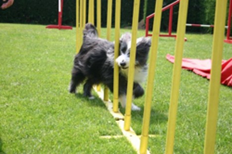 Boomer in slalom